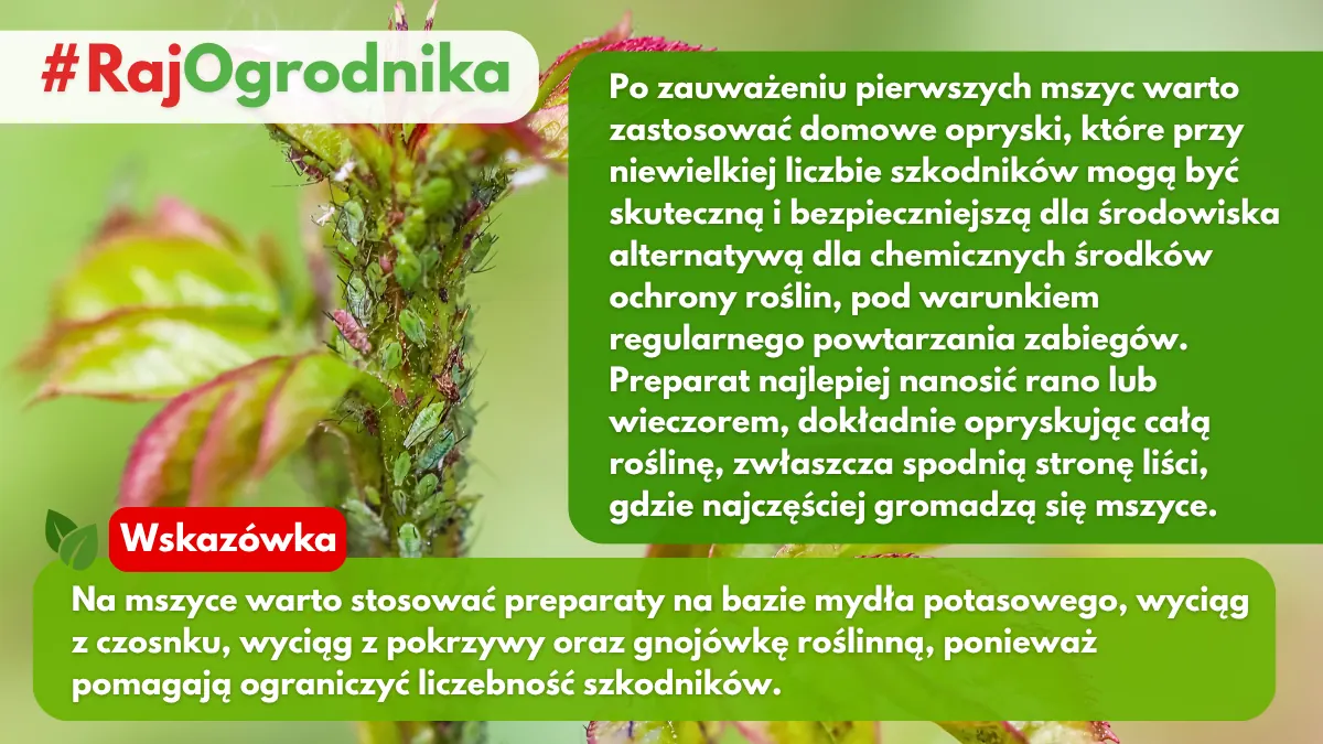 Naturalne preparaty do zwalczania mszyc blog sklep rajogodnika